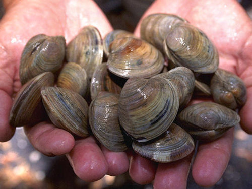 Seafood Processing